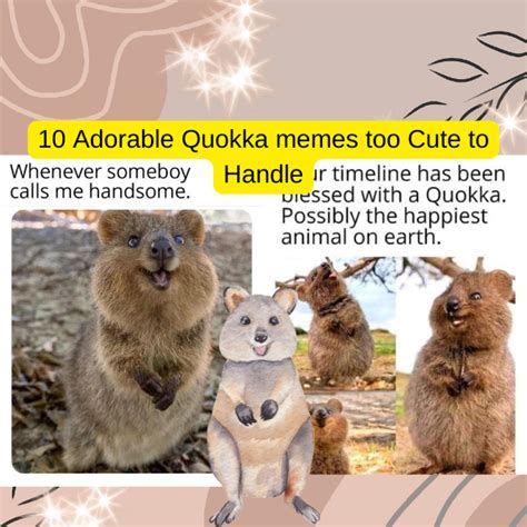 10 Adorable Quokka Memes because They're Just So Cute! I Mean, Just ...