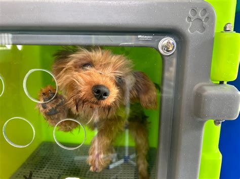 FOTOS Debilitados cães resgatados de canil em SC recebem tratamento