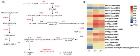 The Jasmonic Acid Ja Biosynthetic Pathway And Related Upregulated