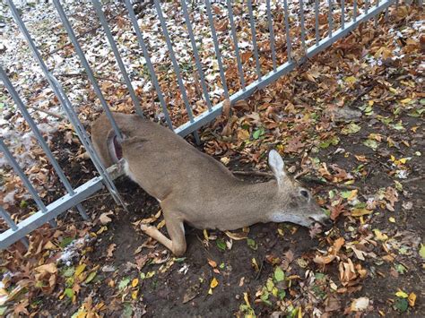 The Dangers Of Fencing And Netting Humane Gardener