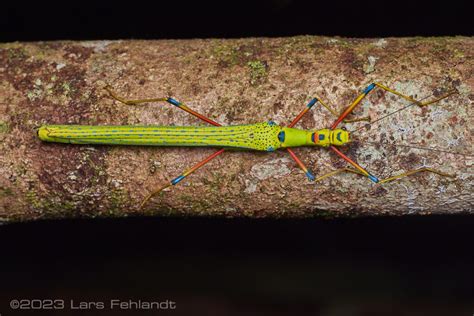 Colourful Stick Insect Calvisia Sp Of South Sarawak Borneo Around