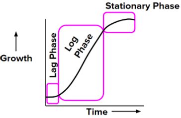 A Typical Growth Curve In Plants Is