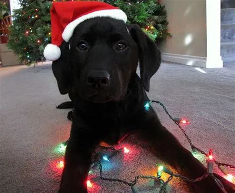 Christmas Black Lab Puppies