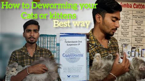 How To Deworm Your Pet Cats And Kittens Best Way Of Deworming At