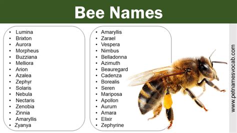 Bee Names Best Adorable Funny Naming Ideas Pet Names Vocab