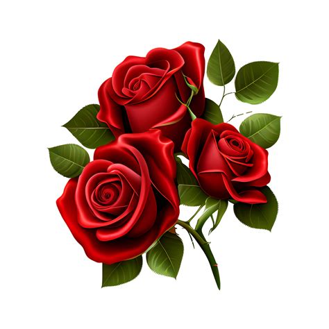 Red Rose Png Red Roses Clipart Red Rose Transparent Background AI