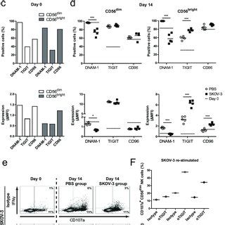 SKOV 3 Tumor Bearing Mice Have Significantly Reduced DNAM 1 Expression