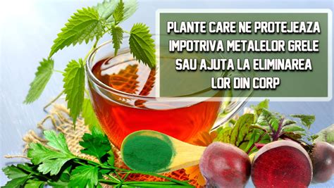 Metalele Grele Sunt Peste Tot Plante Utile Impotriva Lor LaTAIFAS