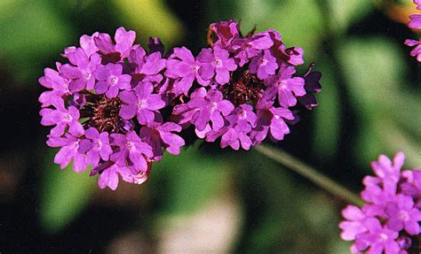 Mejores Plantas Perennes Para Maceta Vivero Multiplant