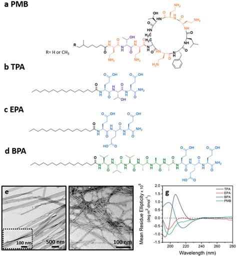 Molecular Design And Assembly Of The Peptide Amphiphiles Pas Download Scientific Diagram