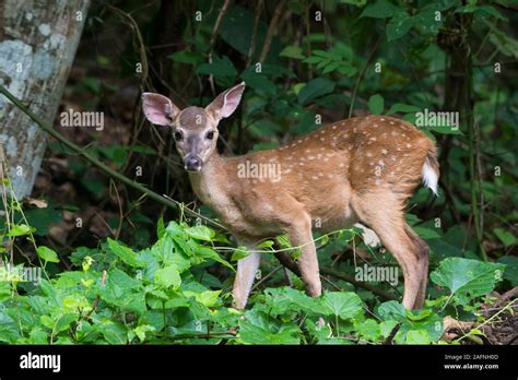 Temperate Rainforest Deer