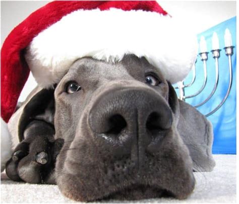 The 50 Best Dog Holiday Card Ideas Fidose Of Reality