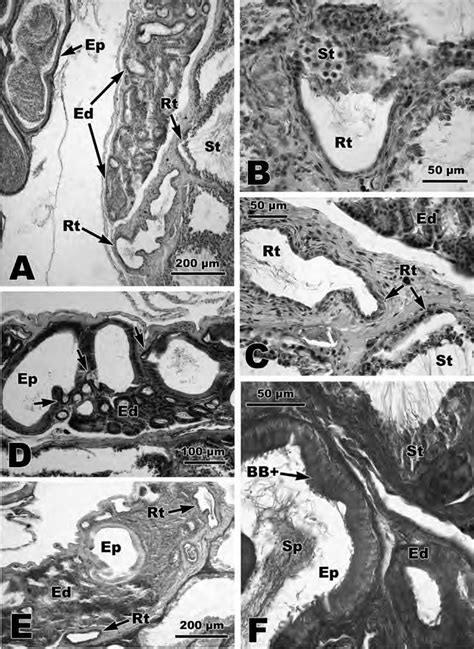 1 Light Micrographs Of Proximal Testicular Ducts Of Seminatrix Pygaea