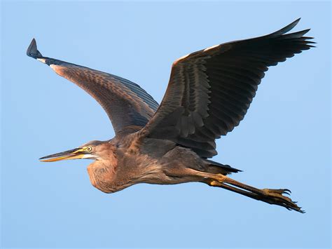 Purple Heron Photos - Shanghai Birding 上海观鸟