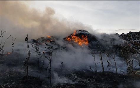 Tala Ilegal E Incendios Intencionales Han Provocado La Perdida De Mil