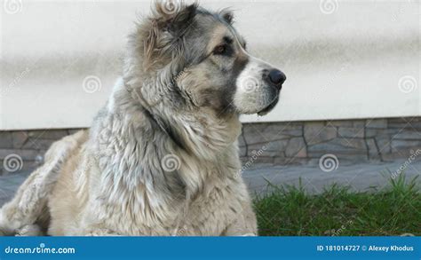 Portrait Of Cute Alabai Dog Blurred Background Alabai Breed Stock