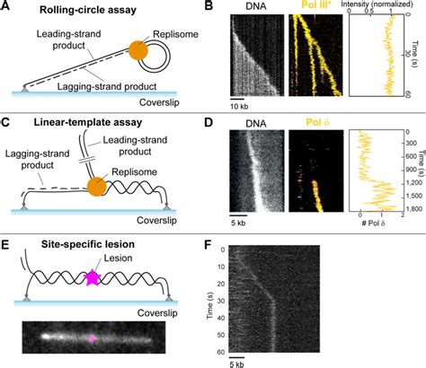 Frontiers Observing Protein Dynamics During Dna Lesion Bypass By The