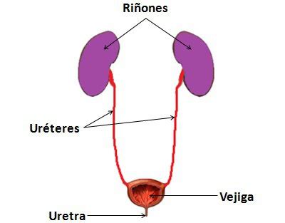 Blog De Ciencias Naturales Fpb