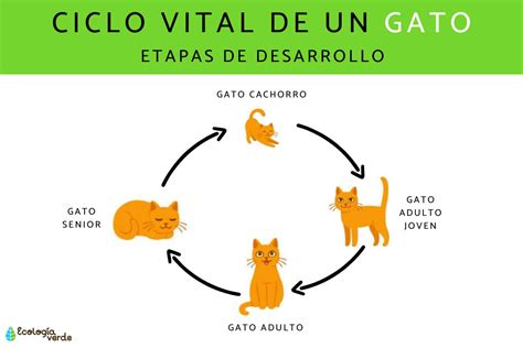 Ciclo De Vida Del Gato Etapas De Desarrollo Con Fotos Y Esquema