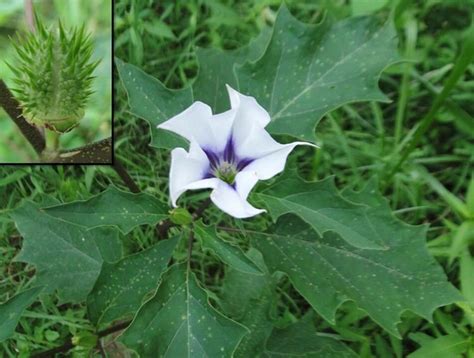 Datura stramonium - Alchetron, The Free Social Encyclopedia