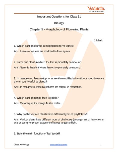 Important Questions For Cbse Class 11 Biology Chapter 5 Morphology Of Flowering Plants