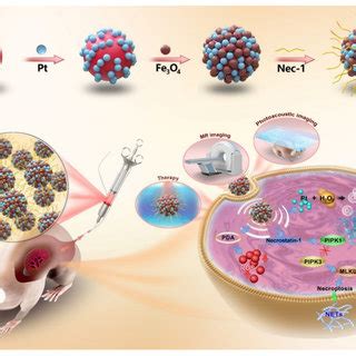 The Preparation Process Of Nec Pda Pt Fe O Nanoparticles And