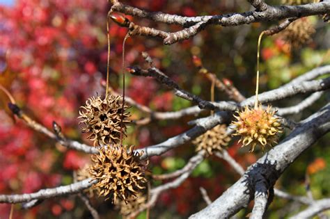 Get Rid Of Sweetgum Tree Balls Tree Service York Pa