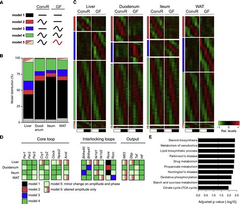 The Mouse Microbiome Is Required For Sex Specific Diurnal Rhythms Of