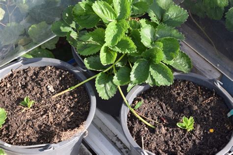 What to do with strawberry runners - growhappierplants.com