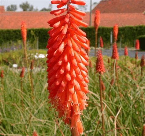 Kniphofia Hybride Alcazar Kwekerij De Boever