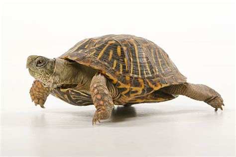 Royalty Free Turtle Pictures Images And Stock Photos Istock