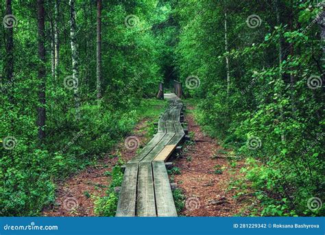 Summer Moody Forest Stock Photo Image Of Retro Background 281229342