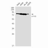 EIF4B Rabbit MAb NewEast Biosciences GTPase Oncogene And Bioactive