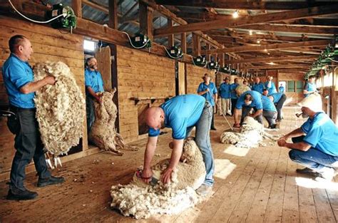 15000 To Tocumwal Shearing Of Rams Re Enactment The Border Mail