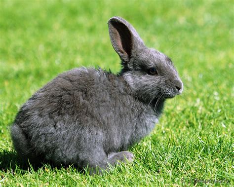 The Grey Bunny © All Rights Reserved Feral Rabbit Taken In Flickr