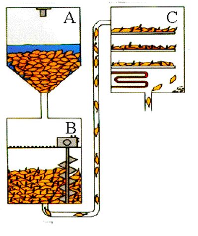 Malting And Extraction Flashcards Quizlet