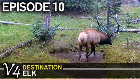 We Found The Bull We Are After Episode Destination Elk V Youtube