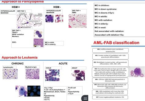 Integrated Hematology Diagram Quizlet