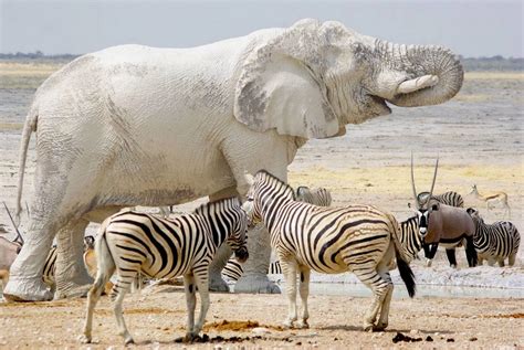 The White Elephant In Etosha National Park Mirror Online