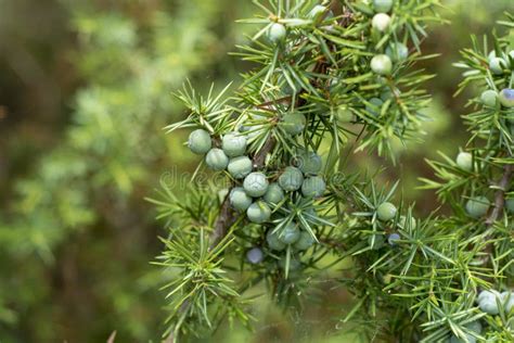 Juniperus Communis De Gewone Jeneverbes Is Een Soort Kleine Boom Of