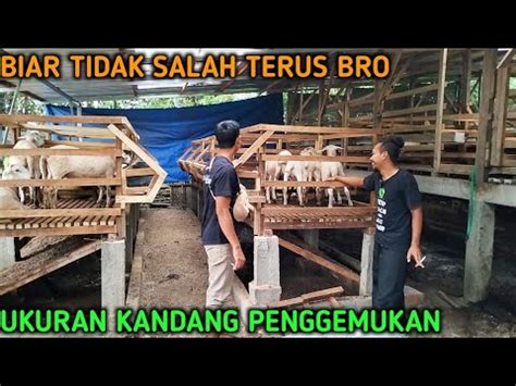 KANDANG PENGGEMUKAN DOMBA 150 EKOR JANGAN SAMPAI KELIRU YouTube