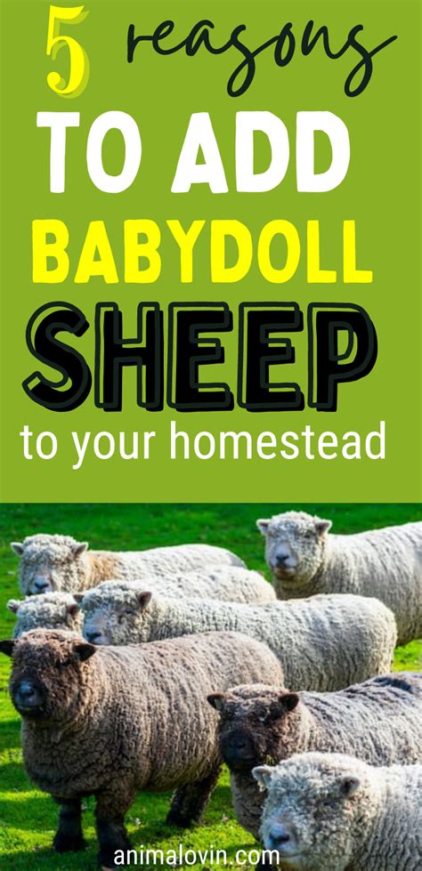 Sheep Birth Complications You Need To Know Before Lambing Season