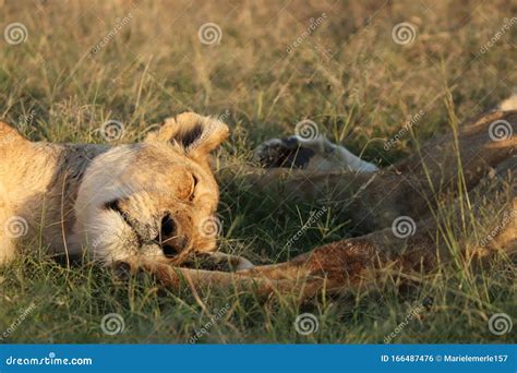 El Cierre De La Cara De Una Leona Descansando En La Sabana Africana