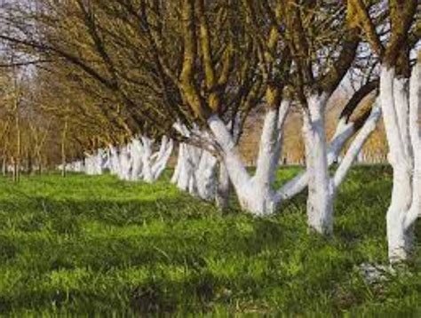 Por qué se pintan los árboles con cal Así puedes aplicar esta