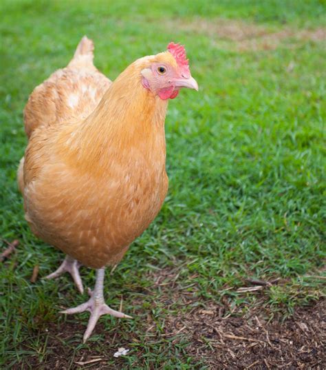 15 Chicken Breeds That Lay 200 Eggs Annually A Comprehensive Guide