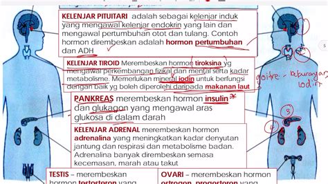 Sains Tingkatan 4 Bab 7 Sistem Endokrin Part1 YouTube