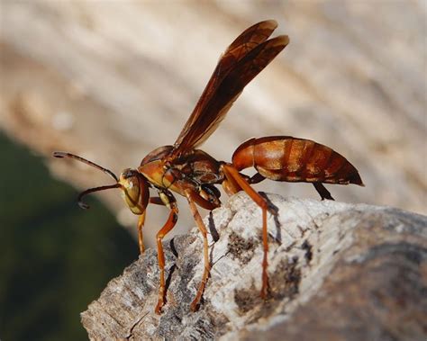 Red Paper Wasp Project Noah