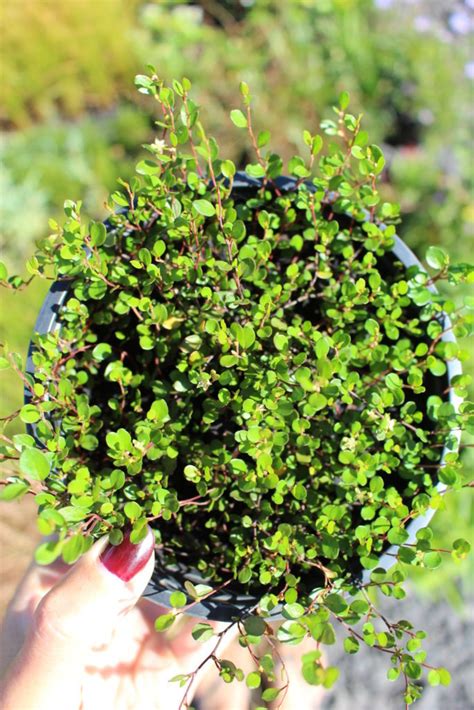 Muehlenbeckia axillaris – River Road Nursery