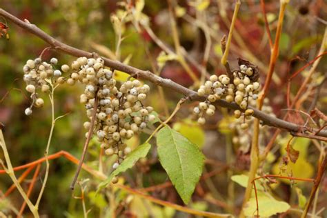 Poison Ivy Woody Plants Of Ohio