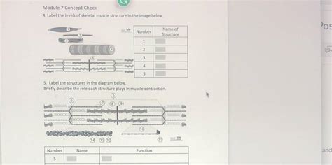 Solved 4 Label The Levels Of Skeletal Muscle Structure In The Image 1 Answer Transtutors